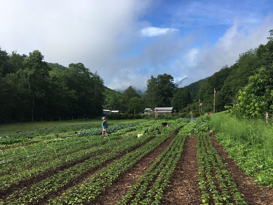 Open Ridge Farm Open Ridge NC Hot Sauce Trio