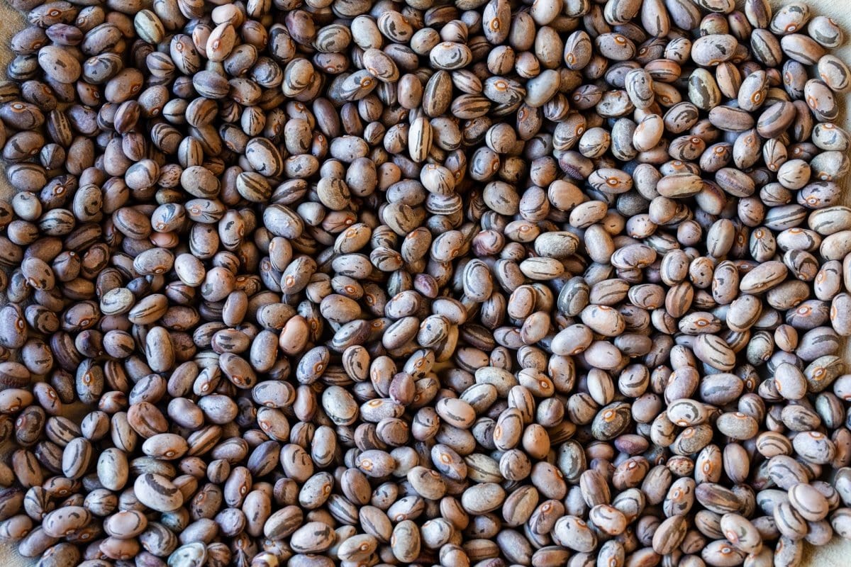 Rancho Gordo Rancho Gordo Occhio della Capra (Eye of the Goat Italiano) Beans