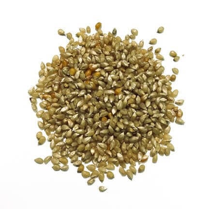 Wabash Valley Farms Wabash Valley Farms Burlap Bag of White Hulless Amish Popcorn